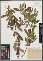 Foto von Salix appendiculata Vill. x Salix purpurea L.